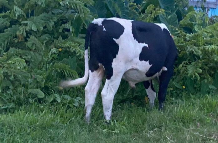 guyanese-man-has-sex-with-cow guyanese-man-has-sex-with-cow