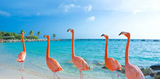 Flamingo-beach-aruba