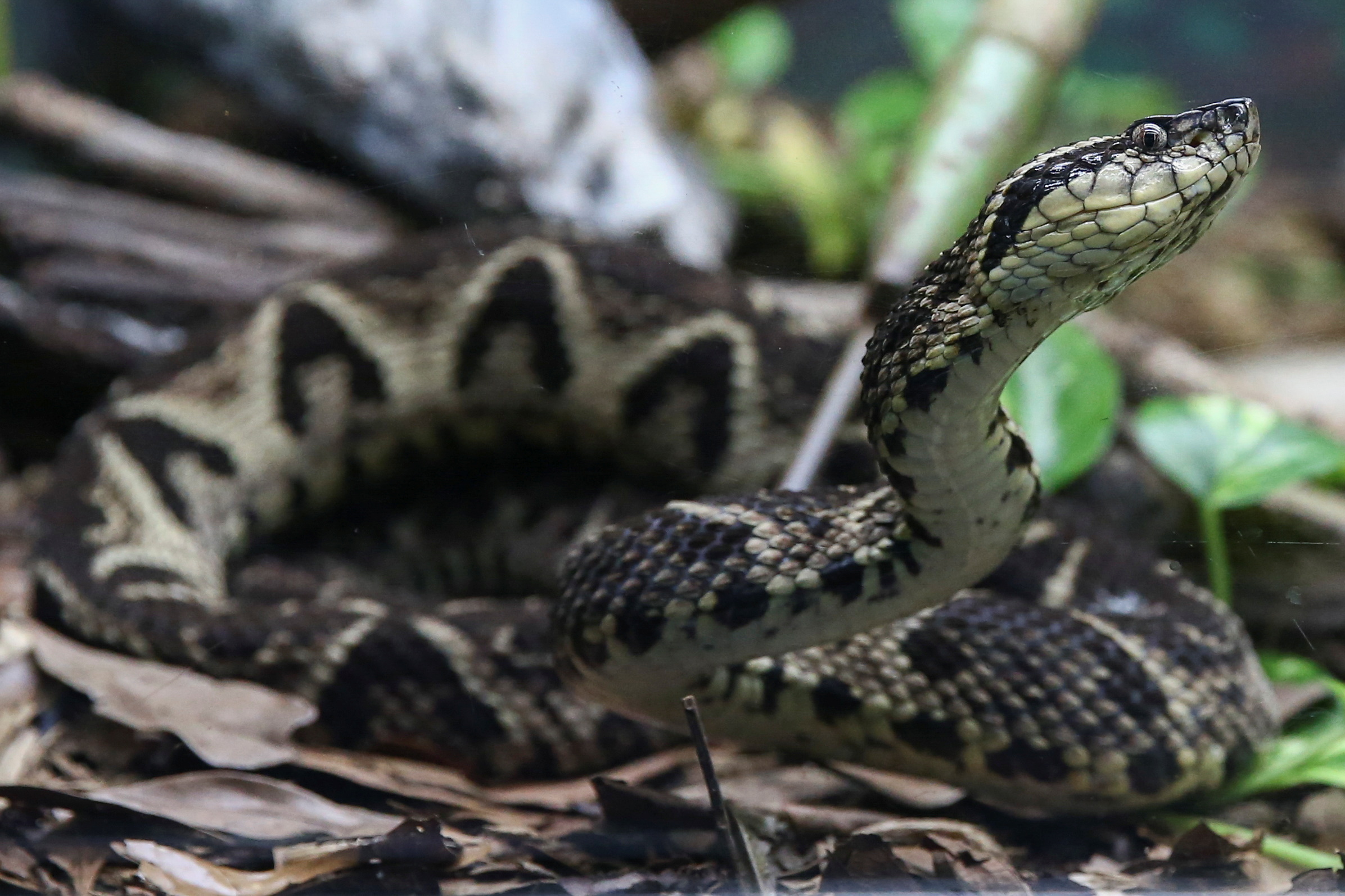 Brazilian study uses snake venom against COVID-19 in Sao Paulo