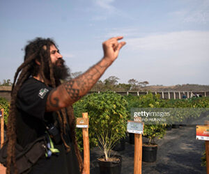 Cannabis News Today brazil-cannabis