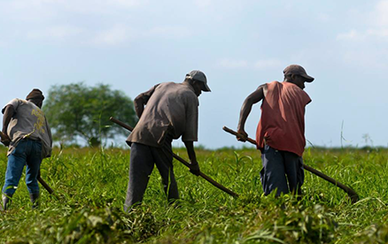 haitian-farmers