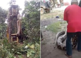 huge-Snake-found-in-dominica