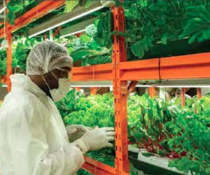 building-caribbean-food-security