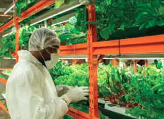 building-caribbean-food-security