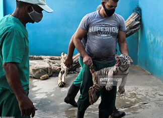 Romantic Encounters Between Animals Also Surged During Pandemic cuba-zoo