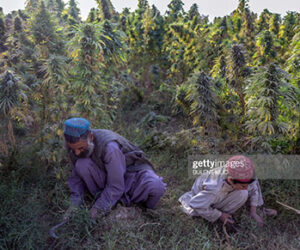 Cannabis News Today afghanistan-weed