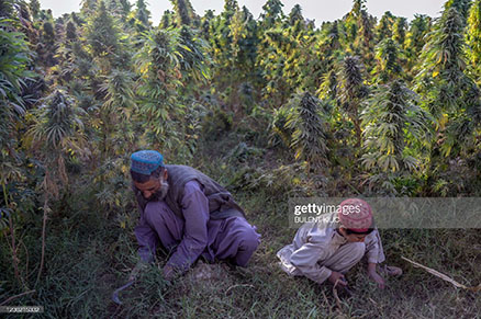 afghanistan-weed