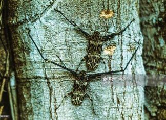 Colombian Exporter Of Beetles Creates Own Cryptocurrency long-horn-beetles