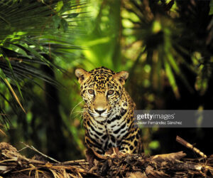 Caribbean Travel News belize