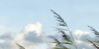 Se espera un flujo de vientos y una débil marejada del norte