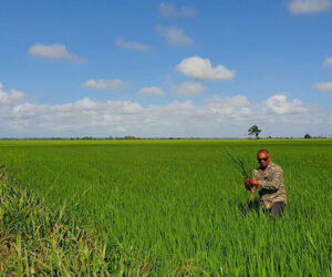 Agriculture More Than Food On The Table: A Conceptual Approach Within Guyana’s Oil And Gas Riches guyana-rice-field