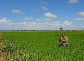 guyana-rice-field
