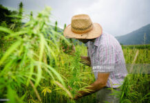 Guyana Betting On Hemp As Well hemp-field