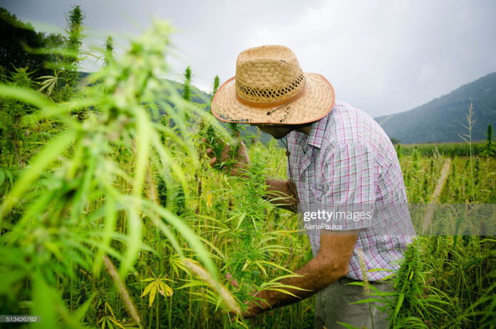 hemp-field hemp-field