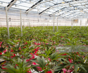 Cannabis News Today cannabis-plants