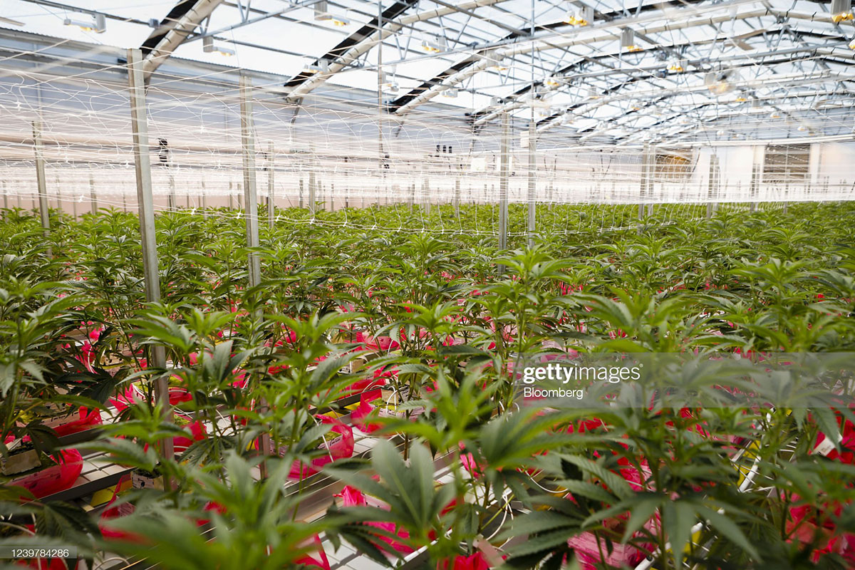 cannabis-plants cannabis-plants