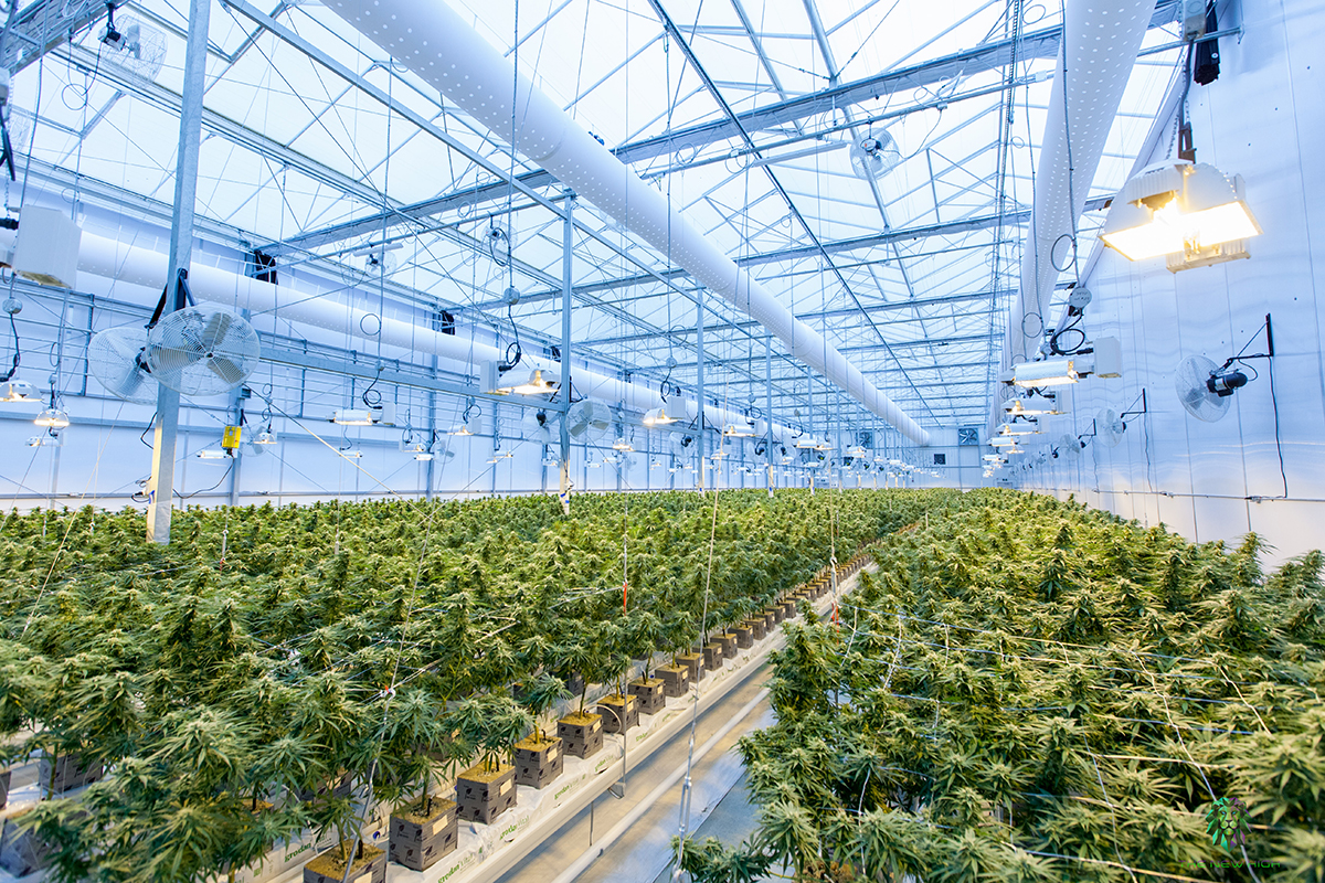 marijuana-plants