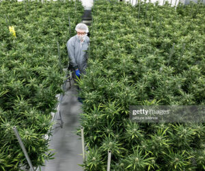 Cannabis News Today cannabis-germany