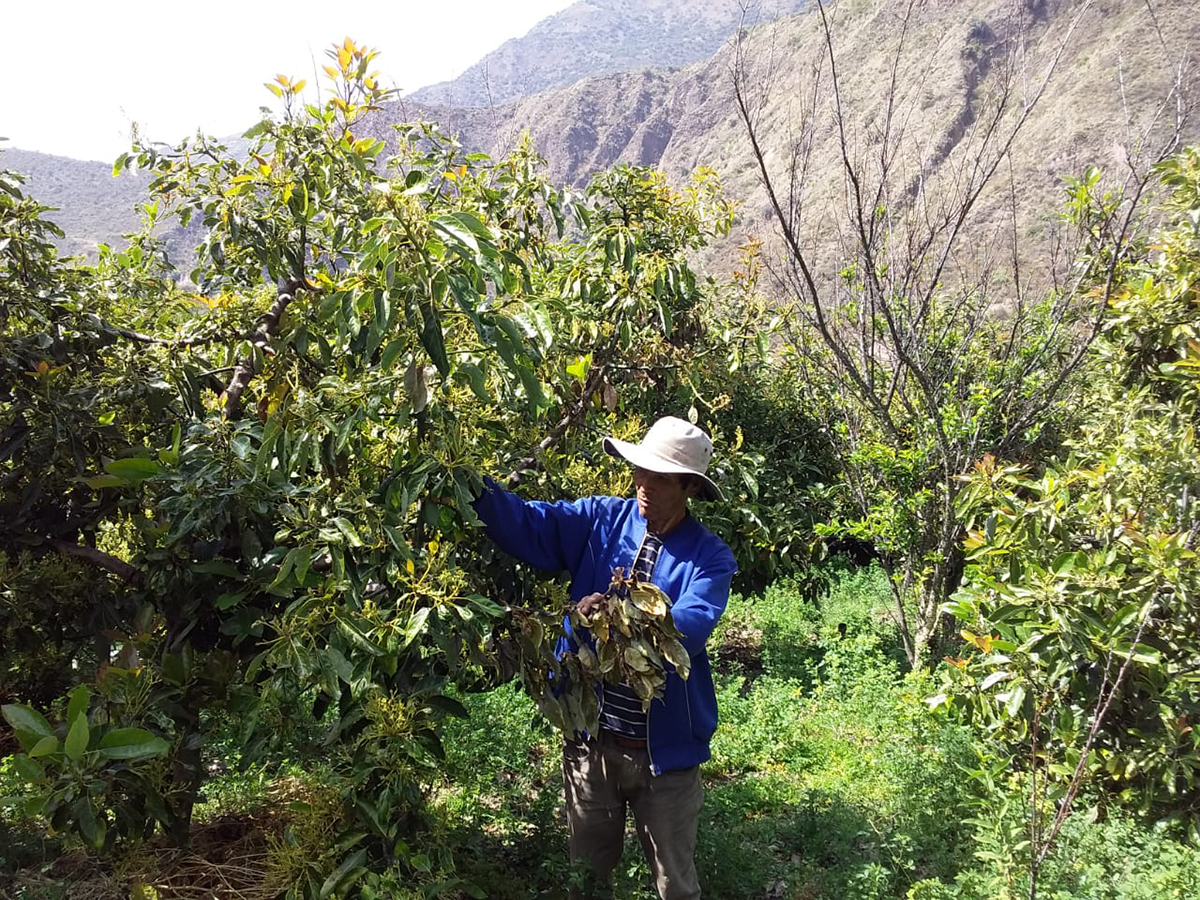 Avocado-tree-in-Apurimac Avocado-tree-in-Apurimac