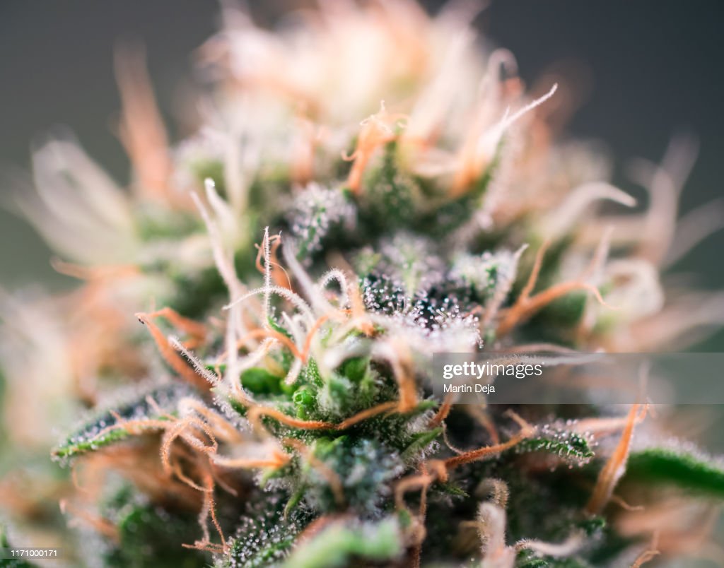 cannabis-plant-blossom