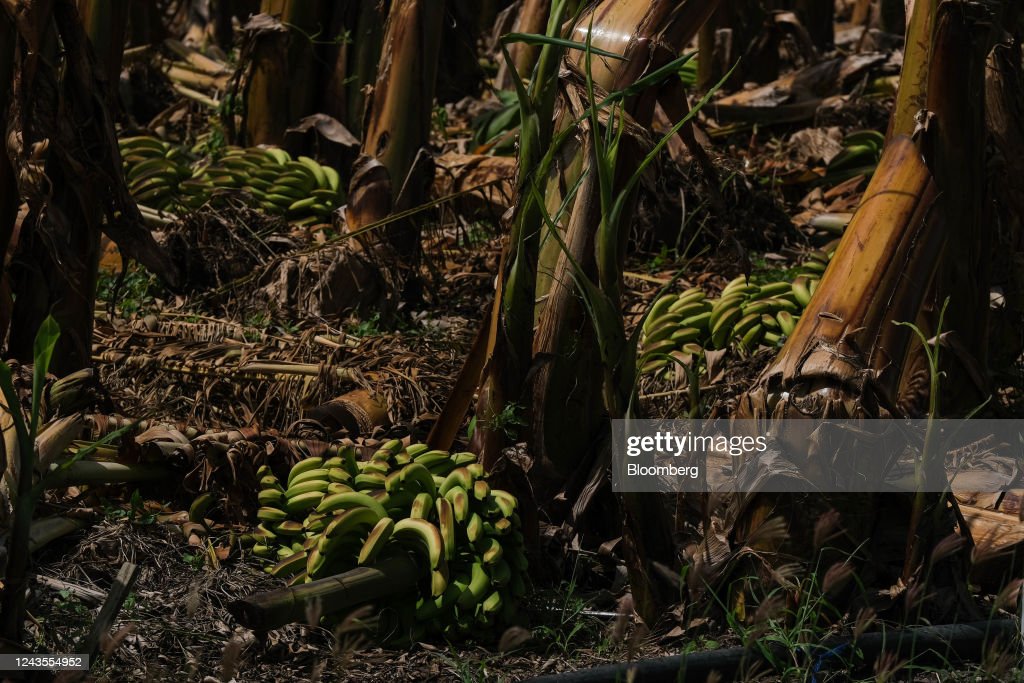 damaged-plantain-plantations damaged-plantain-plantations