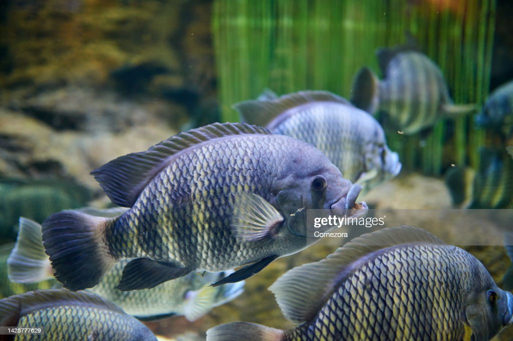 Close-up of group of tilapia at underwater.