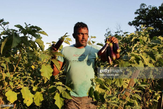 guyana-egg-plant guyana-egg-plant