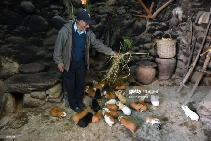 guinea-pigs-peru guinea-pigs-peru