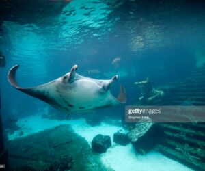 Caribbean Travel News And Deals bahamas-travel