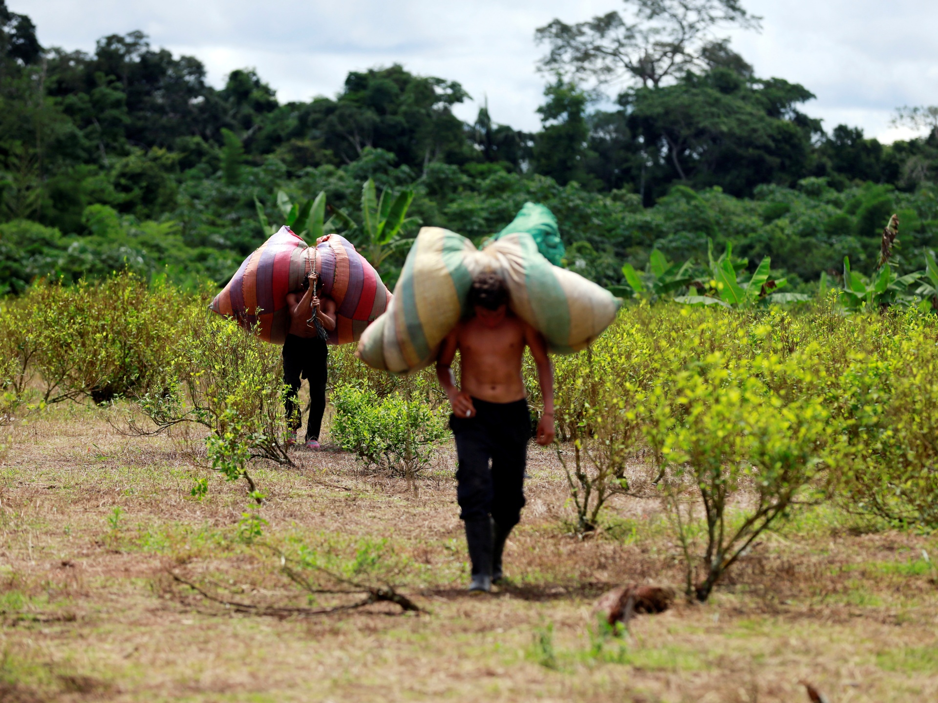 Plunging coca prices create 'humanitarian emergency' in Colombia