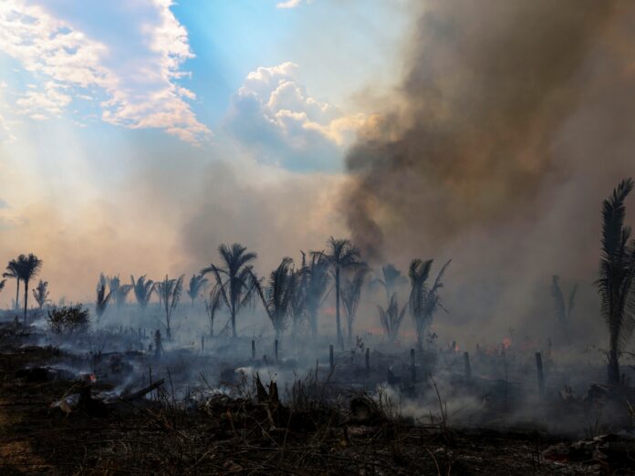 Brazil's Amazon deforestation again hits record high for February