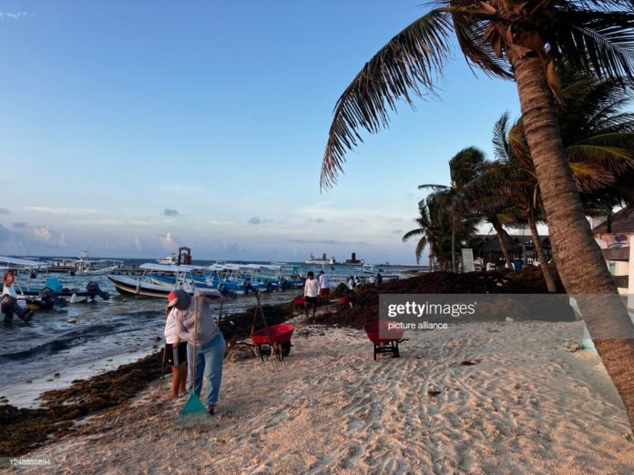 caribbean-sargassum caribbean-sargassum