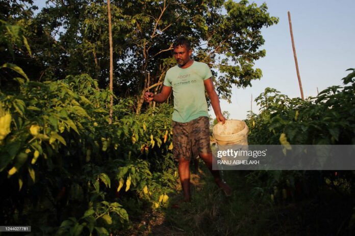 guyana-farmer guyana-farmer