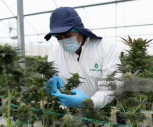 Cannabis News Headlines From Around The World marijuana-plants