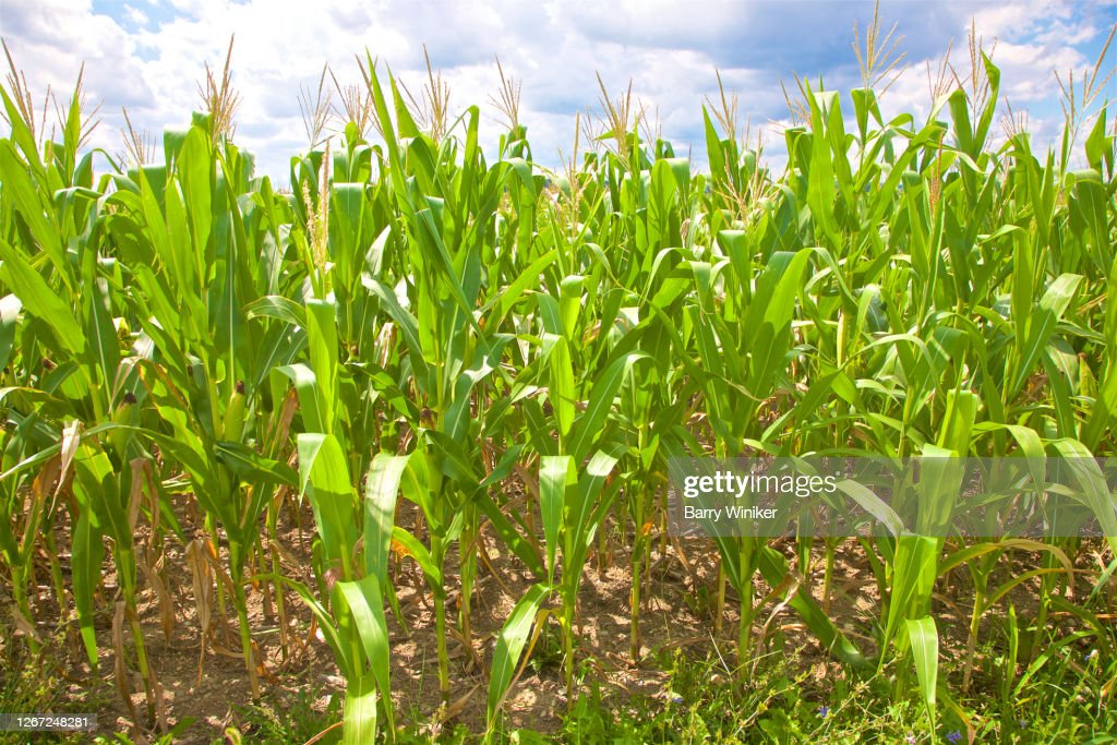 newyork-upstate-agri newyork-upstate-agri