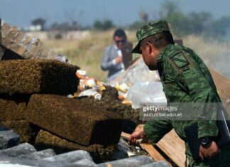 Cannabis News Headlines From Around The World mexico-burns-weed