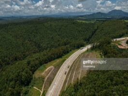 Brazil’s Eucalyptus Industry