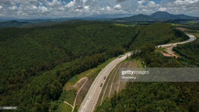 Brazil’s Eucalyptus Industry