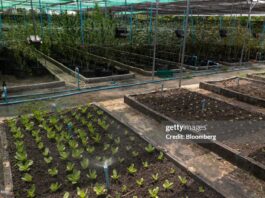 cannabis-in-thailand