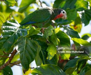 Caribbean Travel News And Deals This Week bahamas-parrot-caribbean-travel