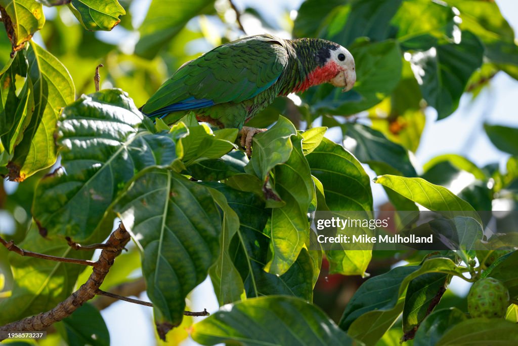 bahamas-parrot-caribbean-travel