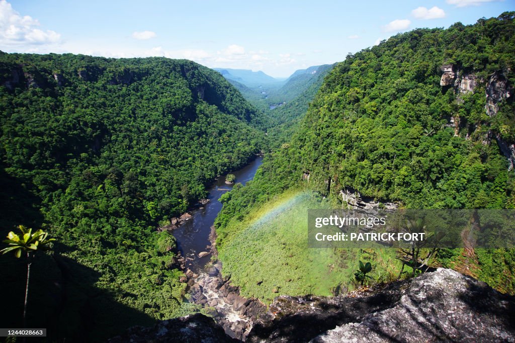 guyana-forests guyana-forests