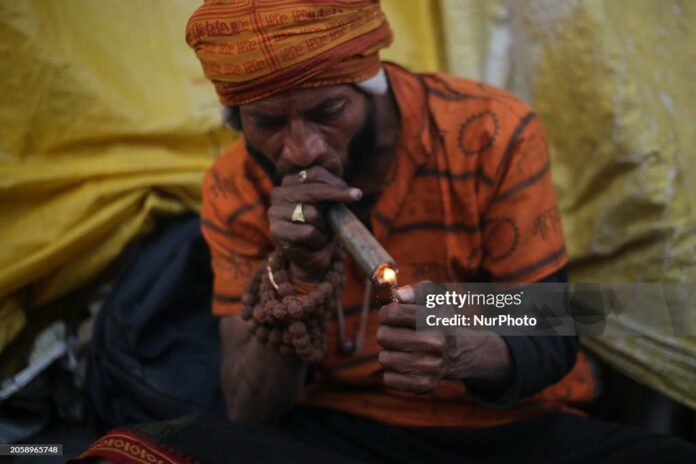 cannabis-india