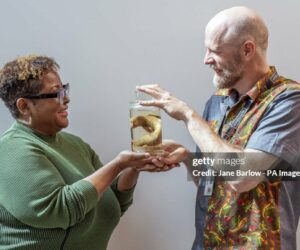 University of Glasgow Repatriates Giant Galliwasp To Jamaica from-university-of-glasgow-to-uwi