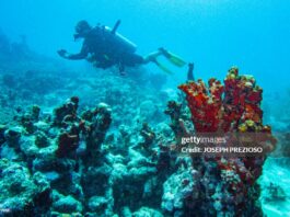 caribbean-coral-reefs