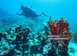 caribbean-coral-reefs