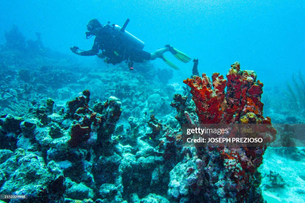 caribbean-coral-reefs