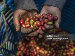 guatemala-coffee-under-threat