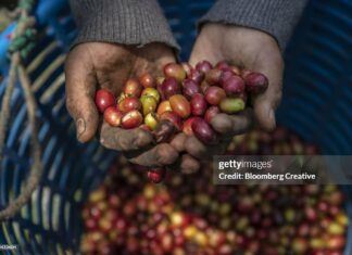 In Guatemala, Community Capital Accumulation Spurs Economic Hope guatemala-coffee-under-threat