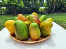island-space-mango-festival